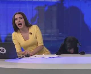Շունը  հայտնվել է լրատվական հաղորդման ուղիղ եթերում. տեսանյութ