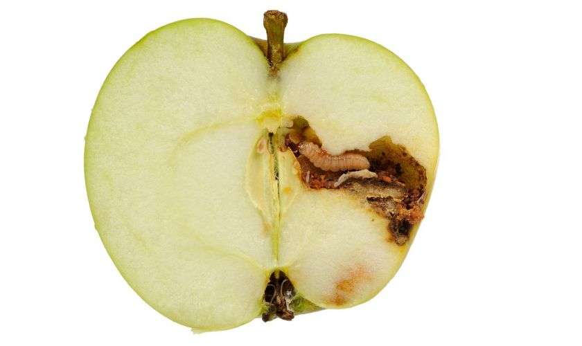 Ի՞նչ կկատարվի Ձեր օրգանիզմում, եթե խնձորի հետ պատահմամբ ուտեք նաև դրա միջի որդին