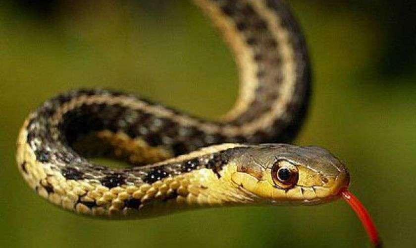 Змей от ящериц отличает. Маленькая змея Владимирской области. Безногие ящерицы и змеи отличие. Отличие змей от ящериц. Чем безногие ящерицы отличаются от змей.