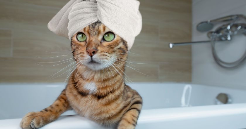 Как часто нужно мыть кошку - BlogNews.am